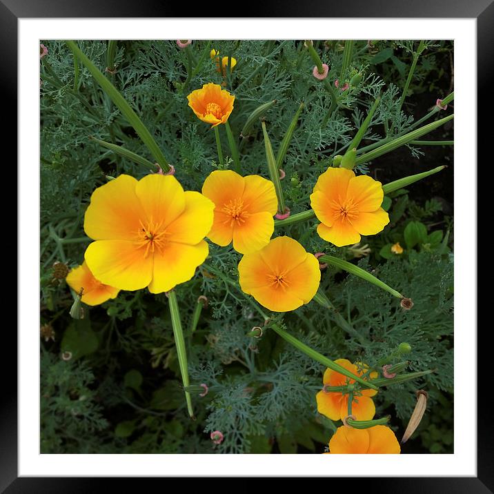  yellow wildflowers Framed Mounted Print by Marinela Feier