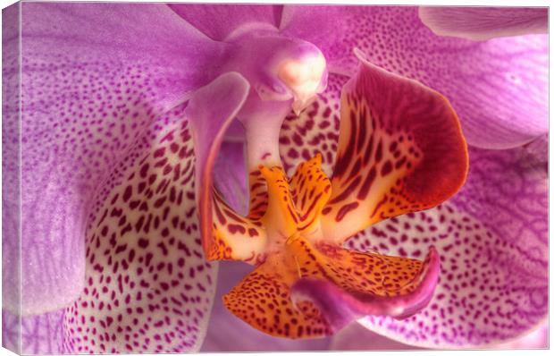 Orchid Canvas Print by Mark Robson