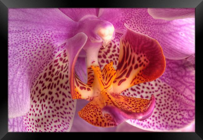 Orchid Framed Print by Mark Robson