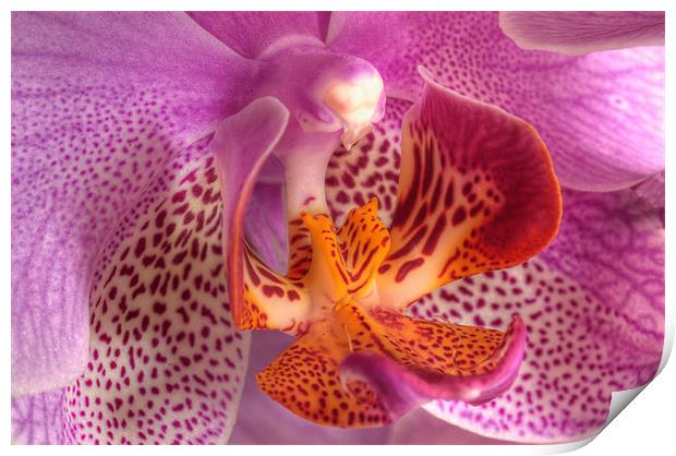 Orchid Print by Mark Robson