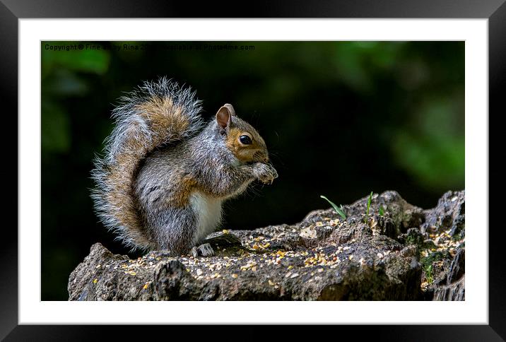 Squirrel  Framed Mounted Print by Fine art by Rina