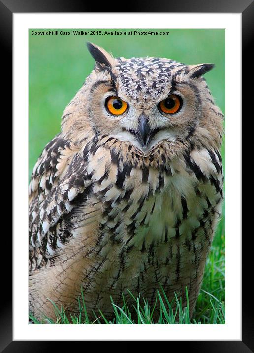  Eagle Owl Framed Mounted Print by Carol Walker