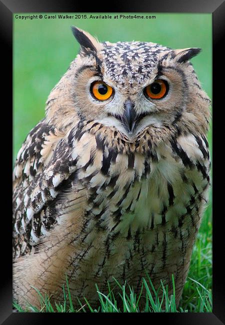  Eagle Owl Framed Print by Carol Walker