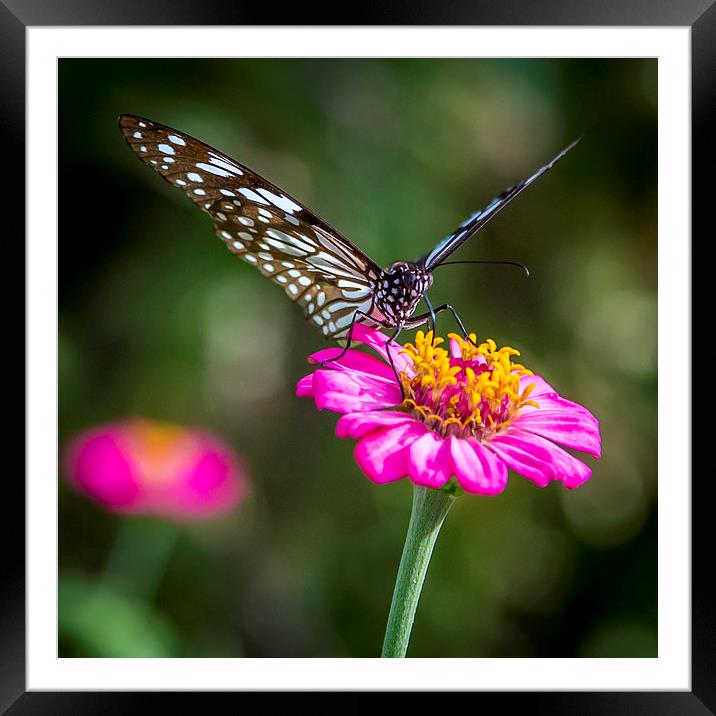 Butterfly on the red flower Framed Mounted Print by Hassan Najmy