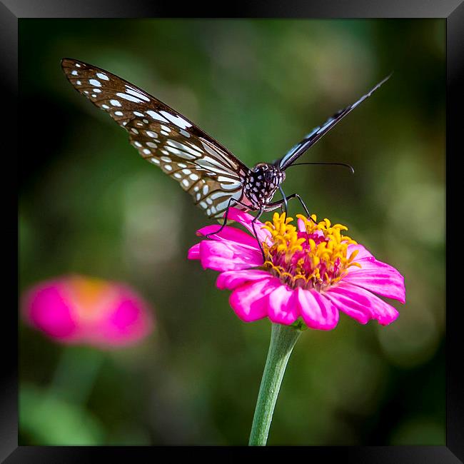 Butterfly on the red flower Framed Print by Hassan Najmy