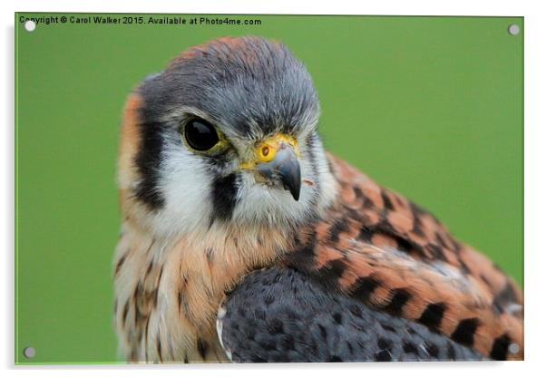  American Kestrel Acrylic by Carol Walker