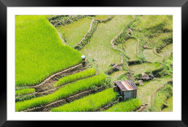  Banaue Rice Fields Framed Mounted Print by Clive Eariss