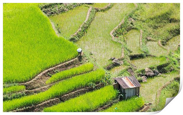 Banaue Rice Fields Print by Clive Eariss