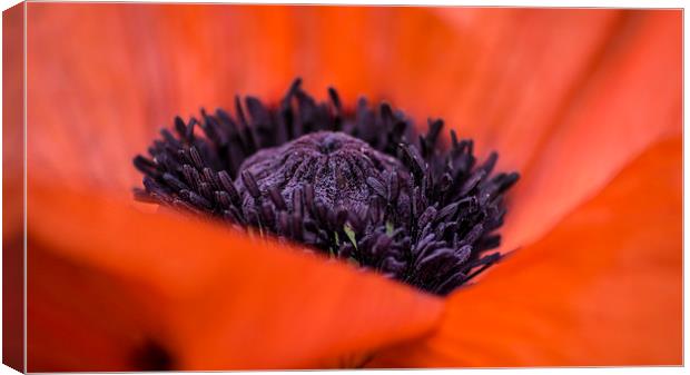  poppy Canvas Print by keith sutton