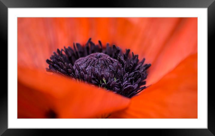  poppy Framed Mounted Print by keith sutton