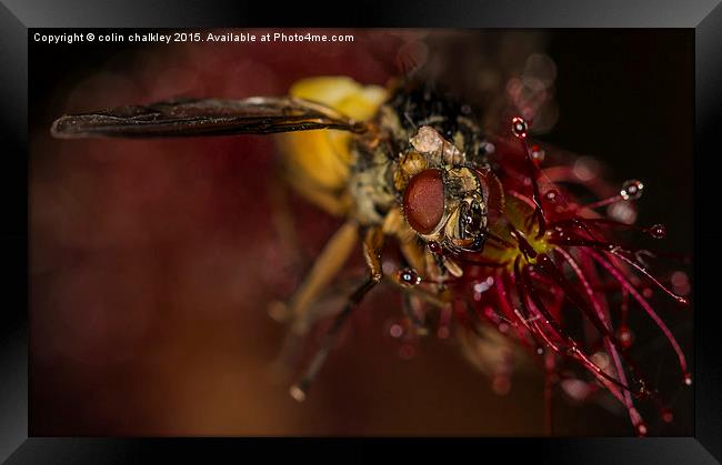  Fly captured by a Cape Sundew Plant Framed Print by colin chalkley