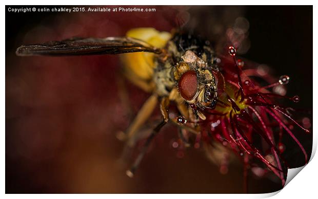  Fly captured by a Cape Sundew Plant Print by colin chalkley