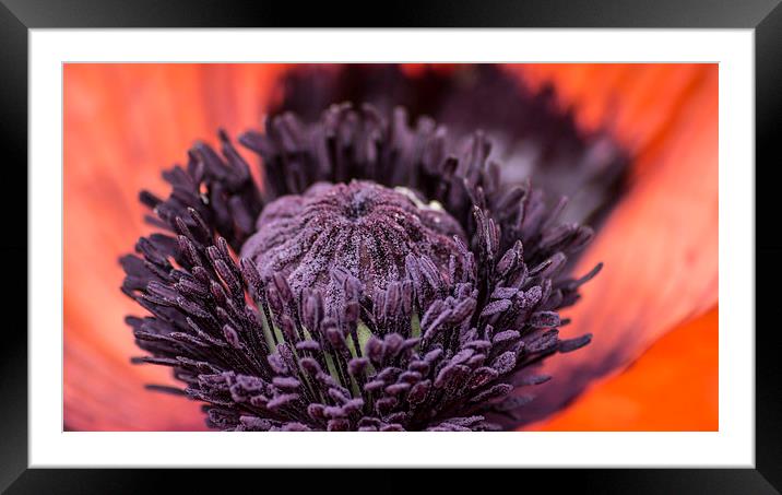  poppy 2 Framed Mounted Print by keith sutton
