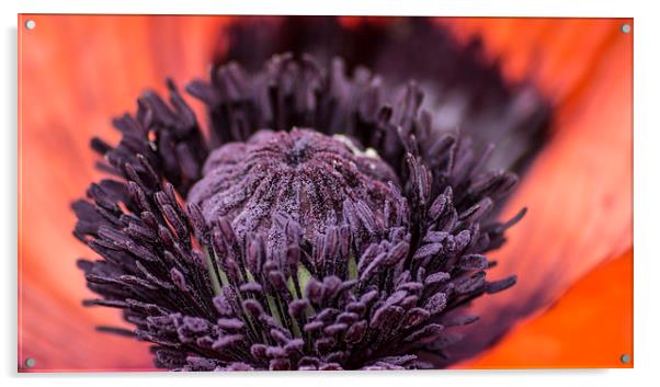 poppy 2 Acrylic by keith sutton