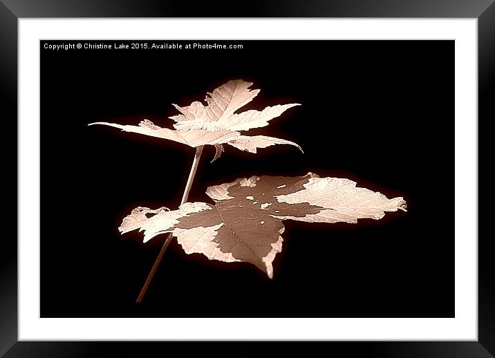  Natures Shadow Framed Mounted Print by Christine Lake