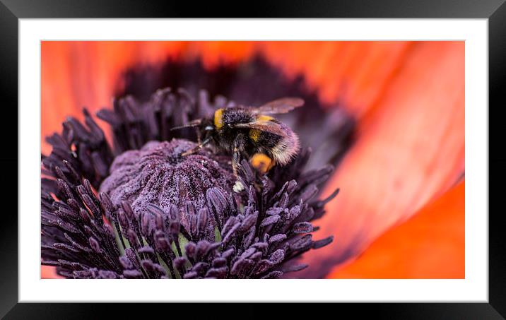  poppy and bee Framed Mounted Print by keith sutton