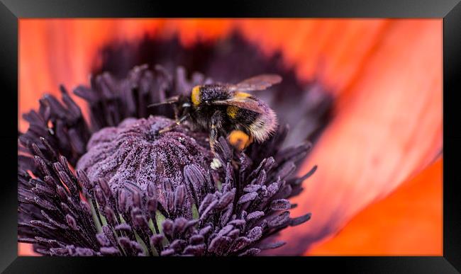  poppy and bee Framed Print by keith sutton