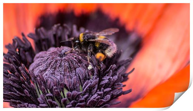  poppy and bee Print by keith sutton