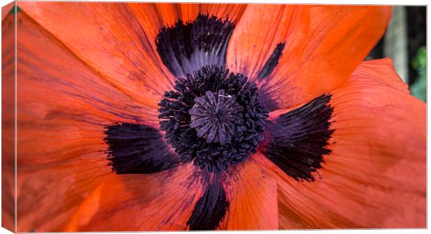 poppy 4 Canvas Print by keith sutton