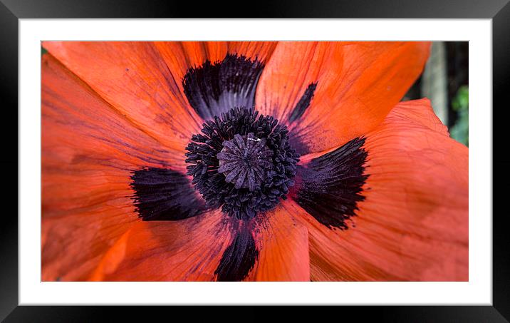  poppy 4 Framed Mounted Print by keith sutton