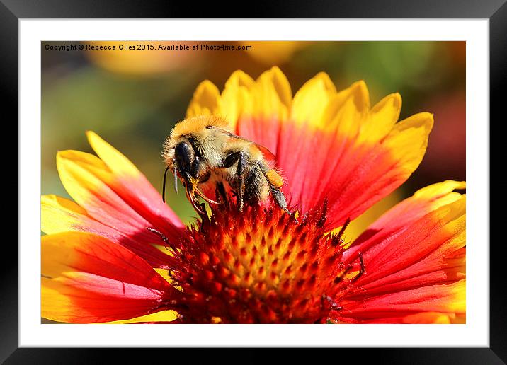  Wasp on a flower Framed Mounted Print by Rebecca Giles
