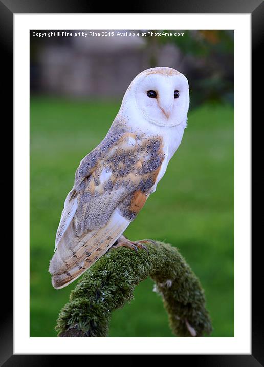  Barn Owl Framed Mounted Print by Fine art by Rina
