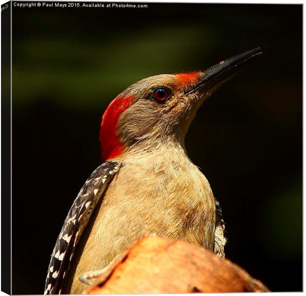  Red Bellied Woodpecker Canvas Print by Paul Mays