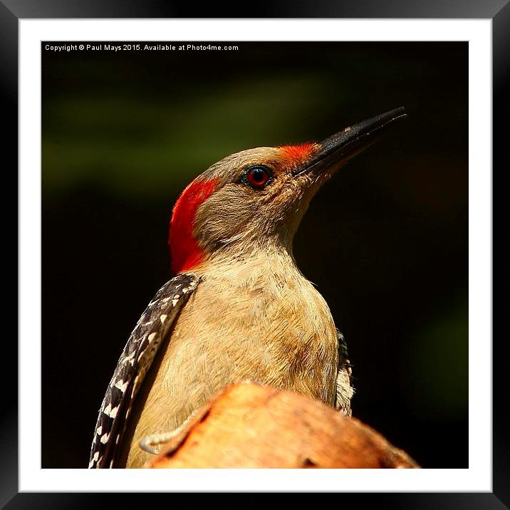  Red Bellied Woodpecker Framed Mounted Print by Paul Mays