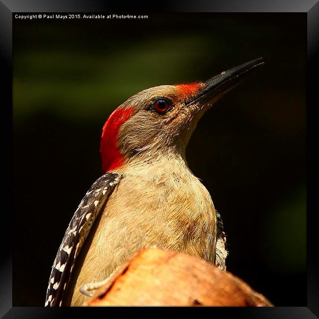  Red Bellied Woodpecker Framed Print by Paul Mays