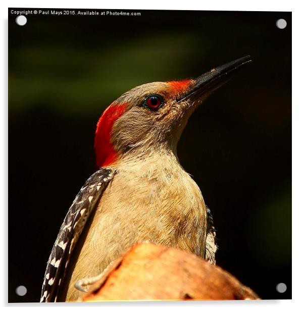  Red Bellied Woodpecker Acrylic by Paul Mays