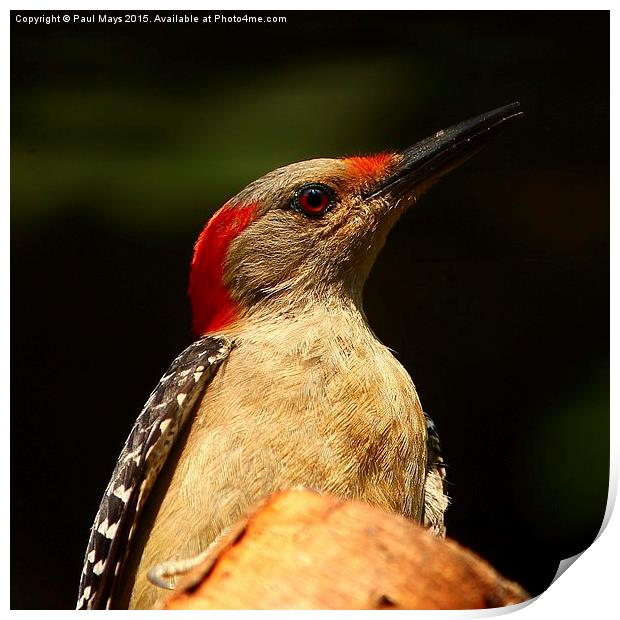  Red Bellied Woodpecker Print by Paul Mays