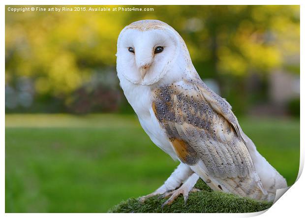  Barn Owl Print by Fine art by Rina