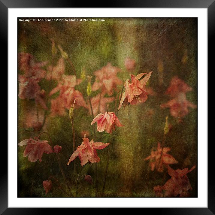 Columbine Flowers  Framed Mounted Print by LIZ Alderdice