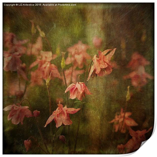 Columbine Flowers  Print by LIZ Alderdice