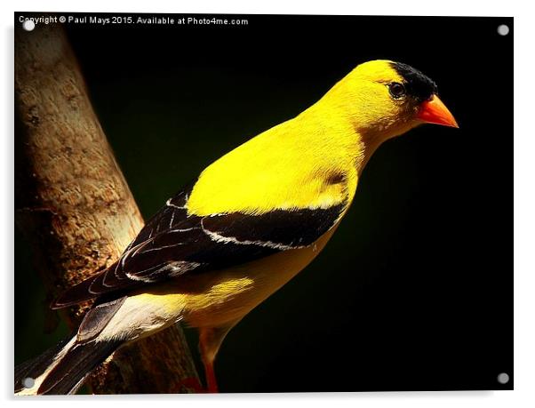 Male American Goldfinch in summer plumage Acrylic by Paul Mays