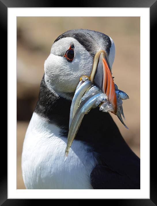 A Skomer Island Puffin Framed Mounted Print by Katie Mitchell