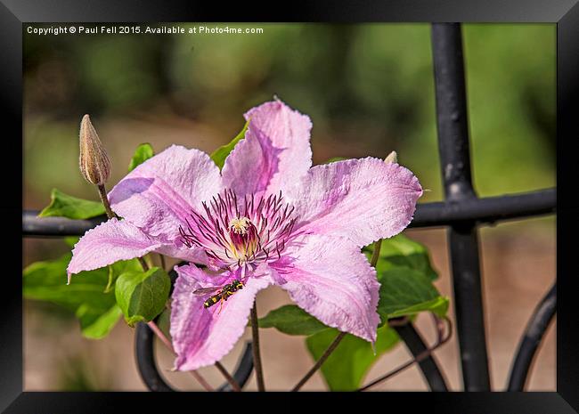 Clematis Framed Print by Paul Fell