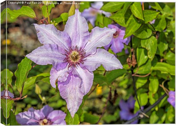 Clematis Canvas Print by Paul Fell