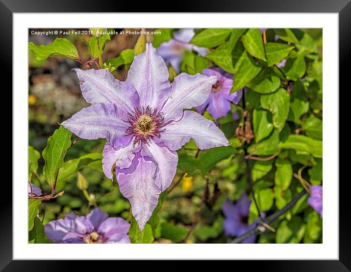 Clematis Framed Mounted Print by Paul Fell