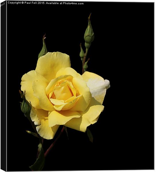 Yellow Rose Canvas Print by Paul Fell