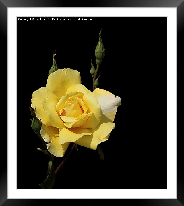 Yellow Rose Framed Mounted Print by Paul Fell