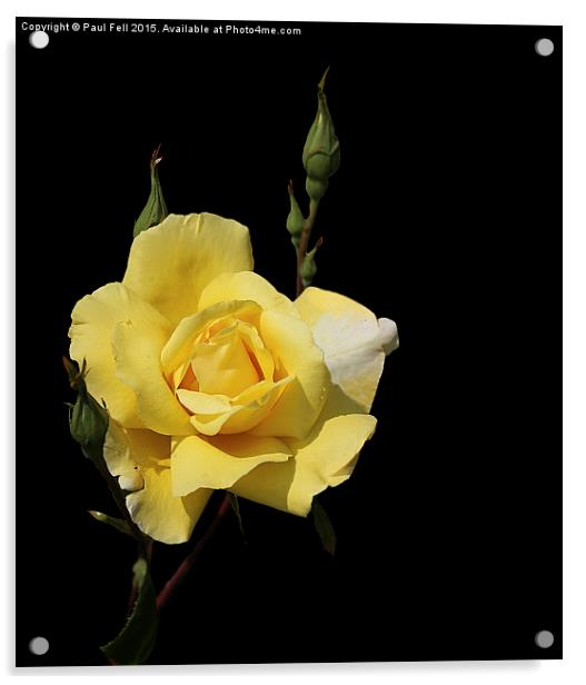 Yellow Rose Acrylic by Paul Fell