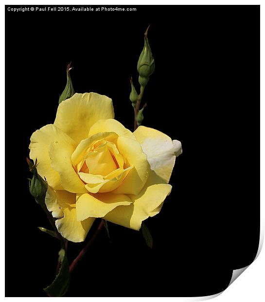 Yellow Rose Print by Paul Fell