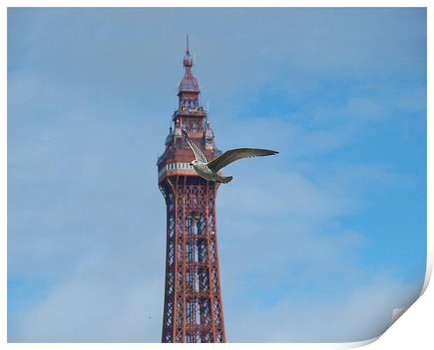 Gull Print by Victor Burnside