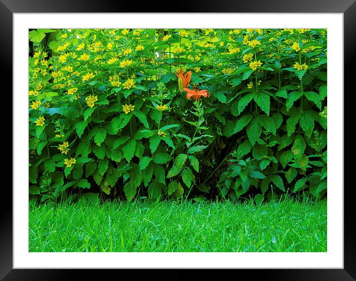 Loosestrife Framed Mounted Print by Victor Burnside