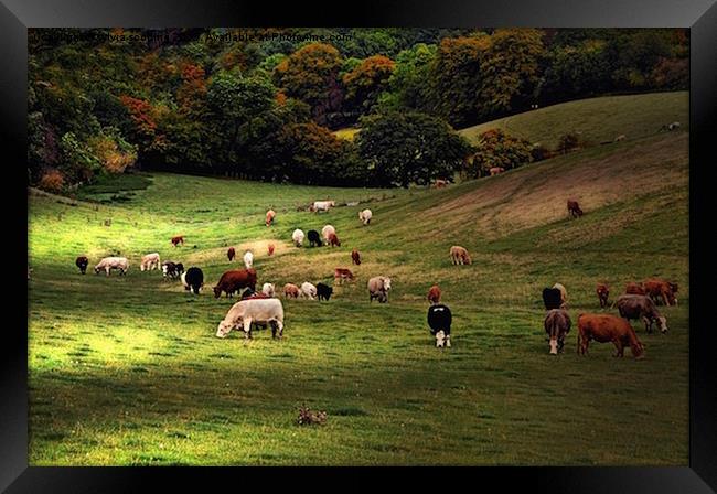  Grazing in sunshine Framed Print by sylvia scotting