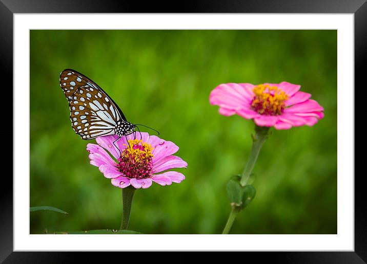 Butterfly on the red flower Framed Mounted Print by Hassan Najmy
