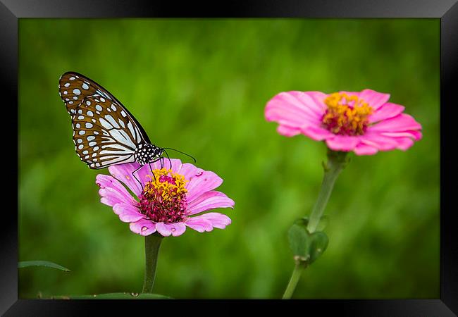 Butterfly on the red flower Framed Print by Hassan Najmy