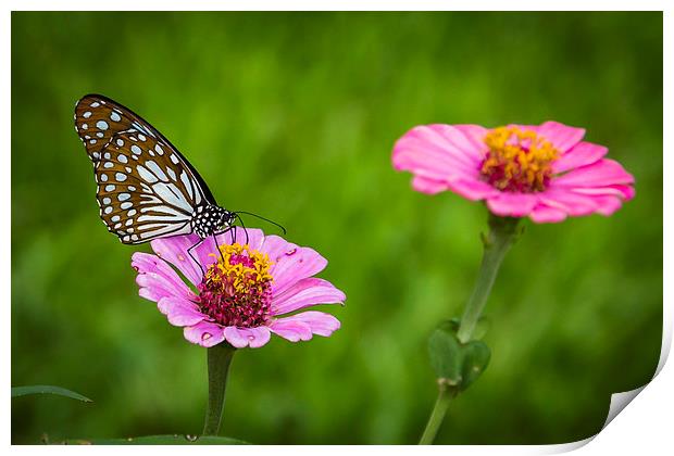 Butterfly on the red flower Print by Hassan Najmy