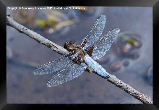  Broad Bodied chaser at rest Framed Print by Ravenswood Imagery